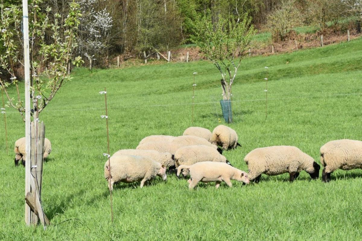 Charmant Gite, Au Calme, Avec Vue Imprenable Sur La Nature Environnante Deycimont Exteriér fotografie